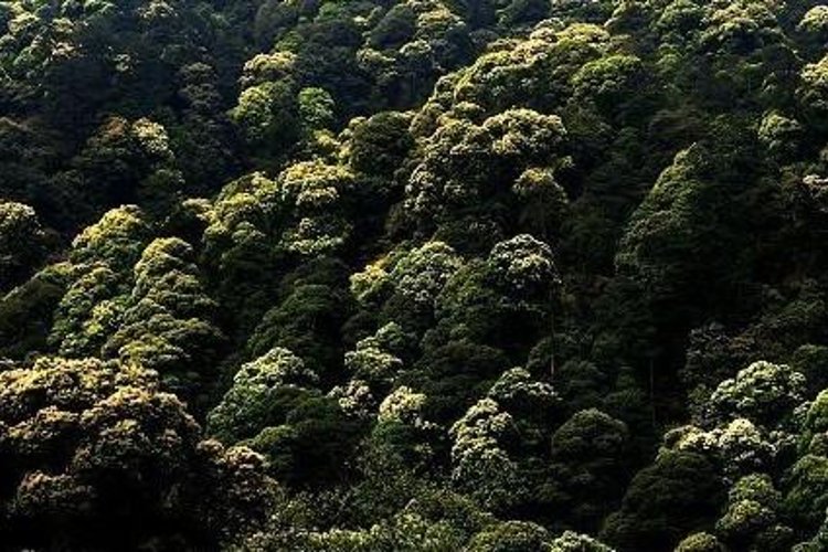 井冈山管理局森林防火暨林业重点工作会议召开