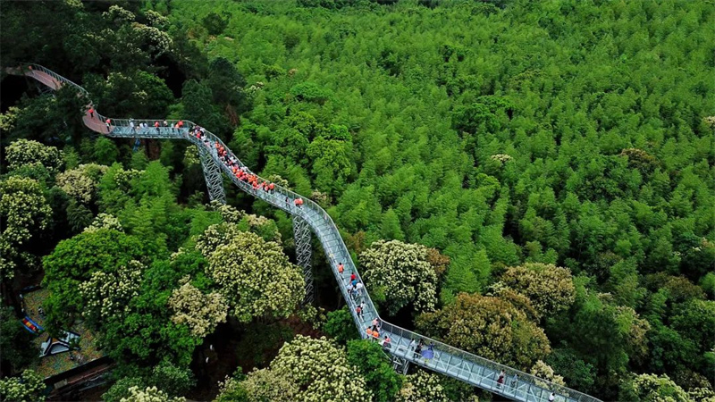 “三变三金”的丫山故事