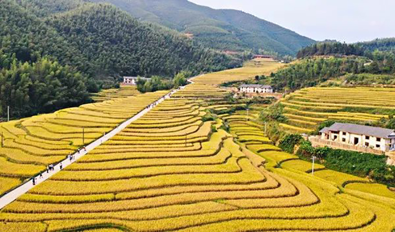 一起去“村”游丨赏江西壮美梯田，乐享乡村慢生活